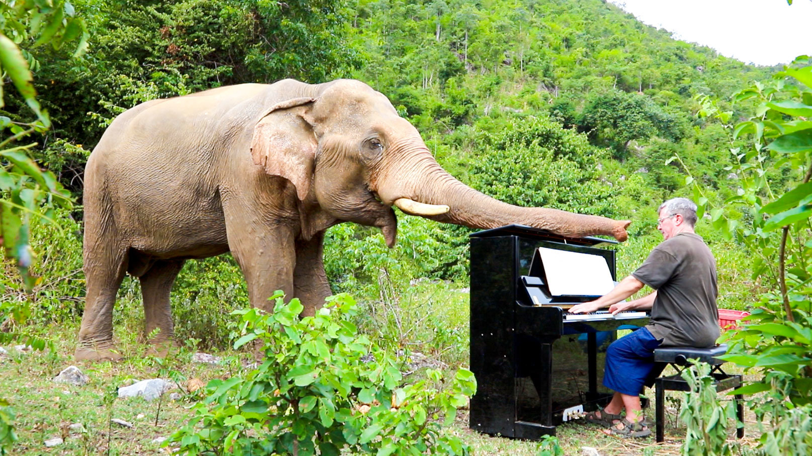 Pianist Paul Barton plays the piano while an elephant touches him with his trunk